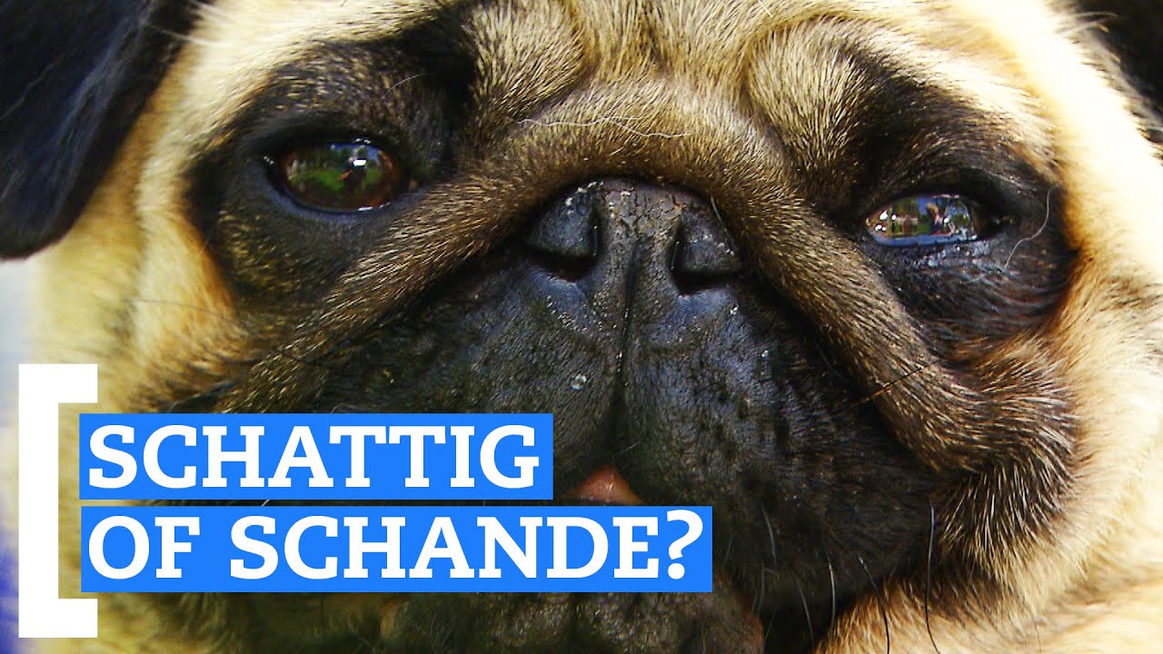 Is dit het einde van de mopshond?