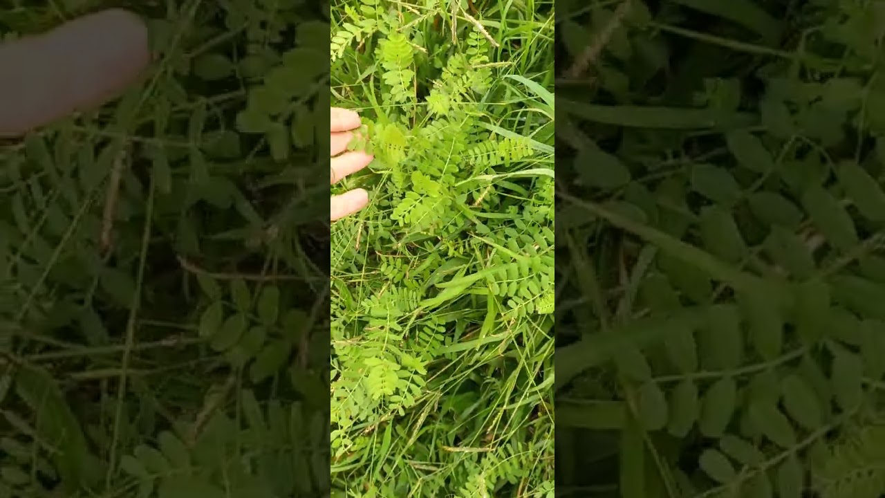 Pastagem de ervilhaca