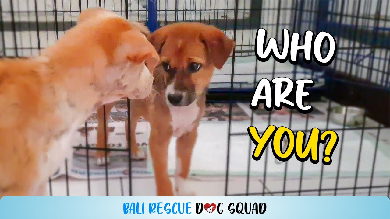 Sister Puppies Spared Life on Streets