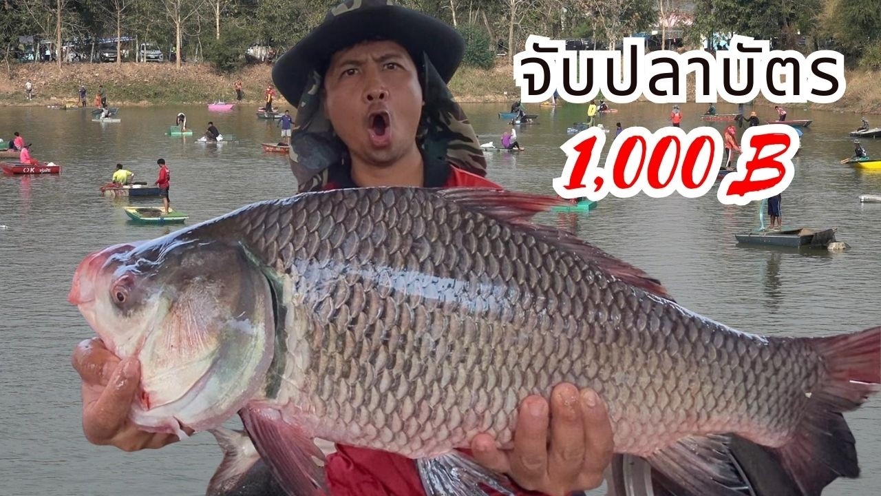 หว่านแหจับปลาบัตร ราคา 1000 บาท บ้านคำบง น้ำพอง ลุ้นบึก กระโห้ใหญ่ไซส์บิ๊ก