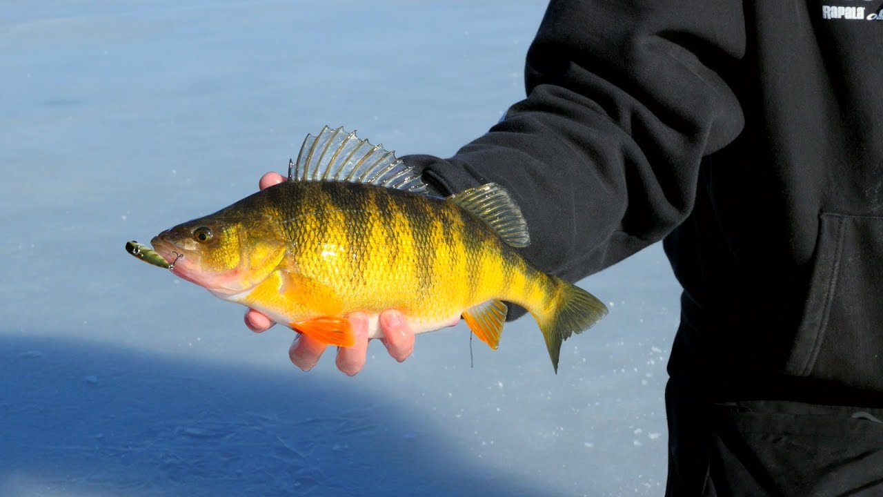 World-class Ice Fishing - Giant Idaho Perch - In Depth Outdoors, Season 9, Episode 10