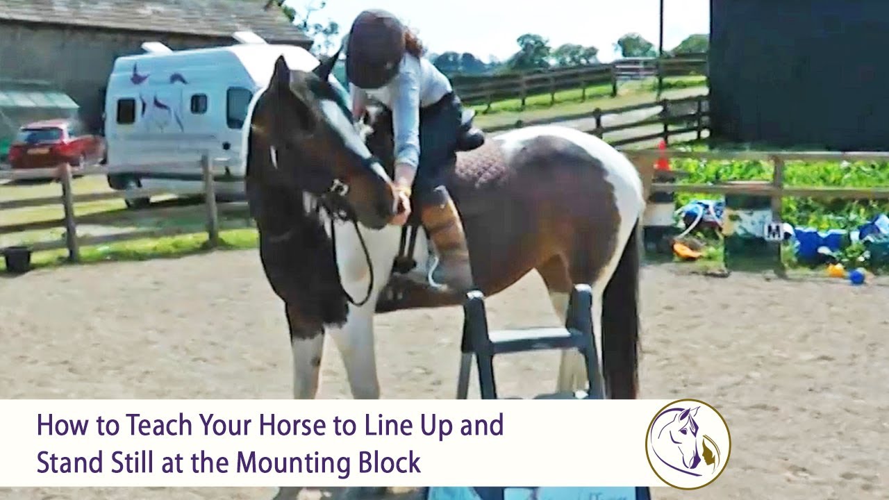 Teach Your Horse to Line Up and Stand at the Mounting Block (W/ Positive Reinforcement or a Clicker)