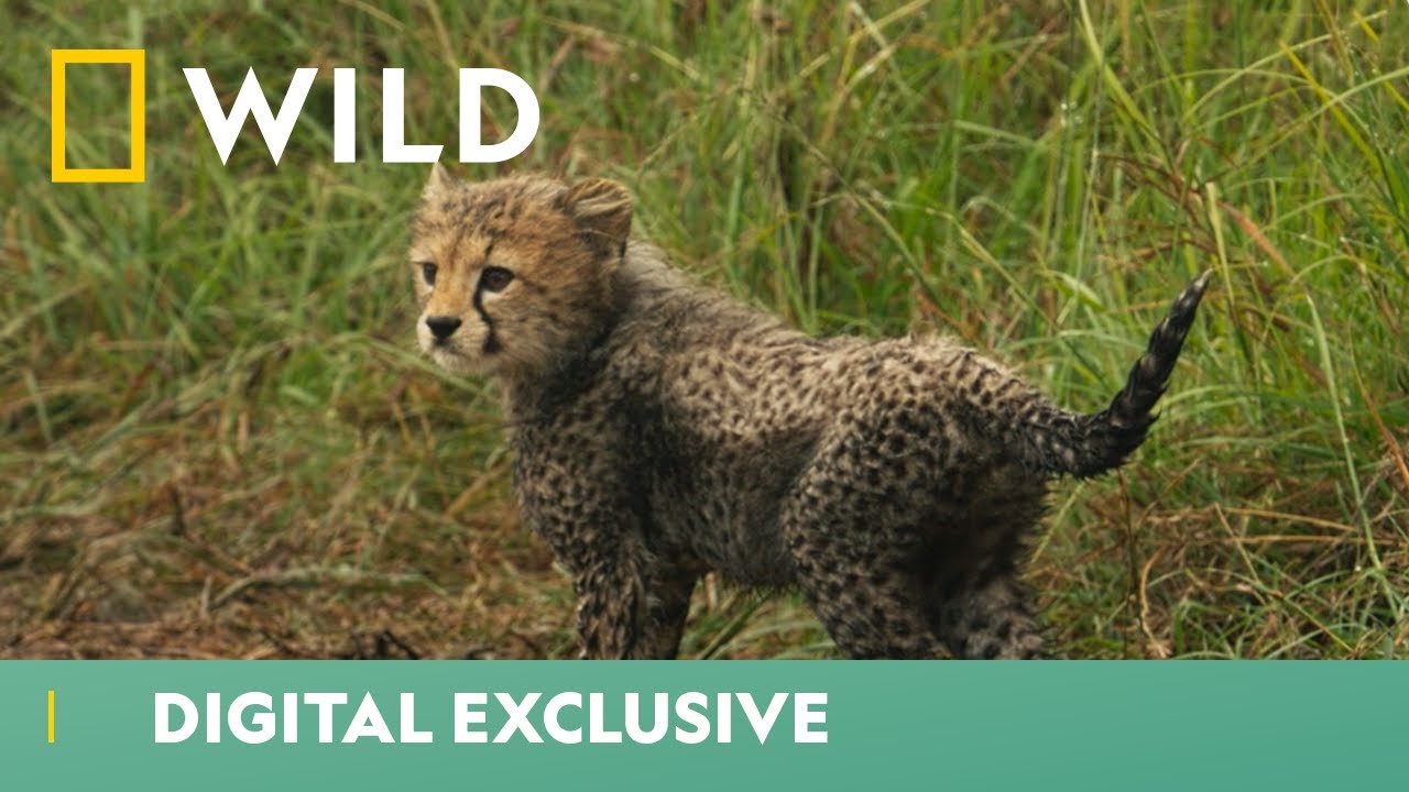 Will This Young Cheetah Cub Find Its Family? | Big Cat Week | National Geographic Wild UK