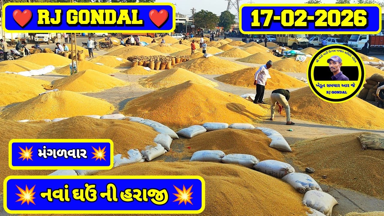 નવા ઘઉં ના ભાવ | 17-02-2026 | ગોંડલ નવા ઘઉંના ભાવ | Wheat Market Price | RJ Gondal Marketing Yard 