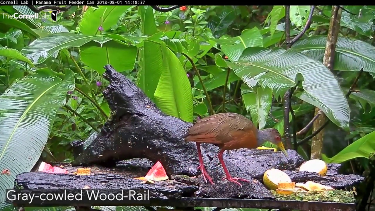 Panama Fruit Feeder: All Species – March 18, 2019