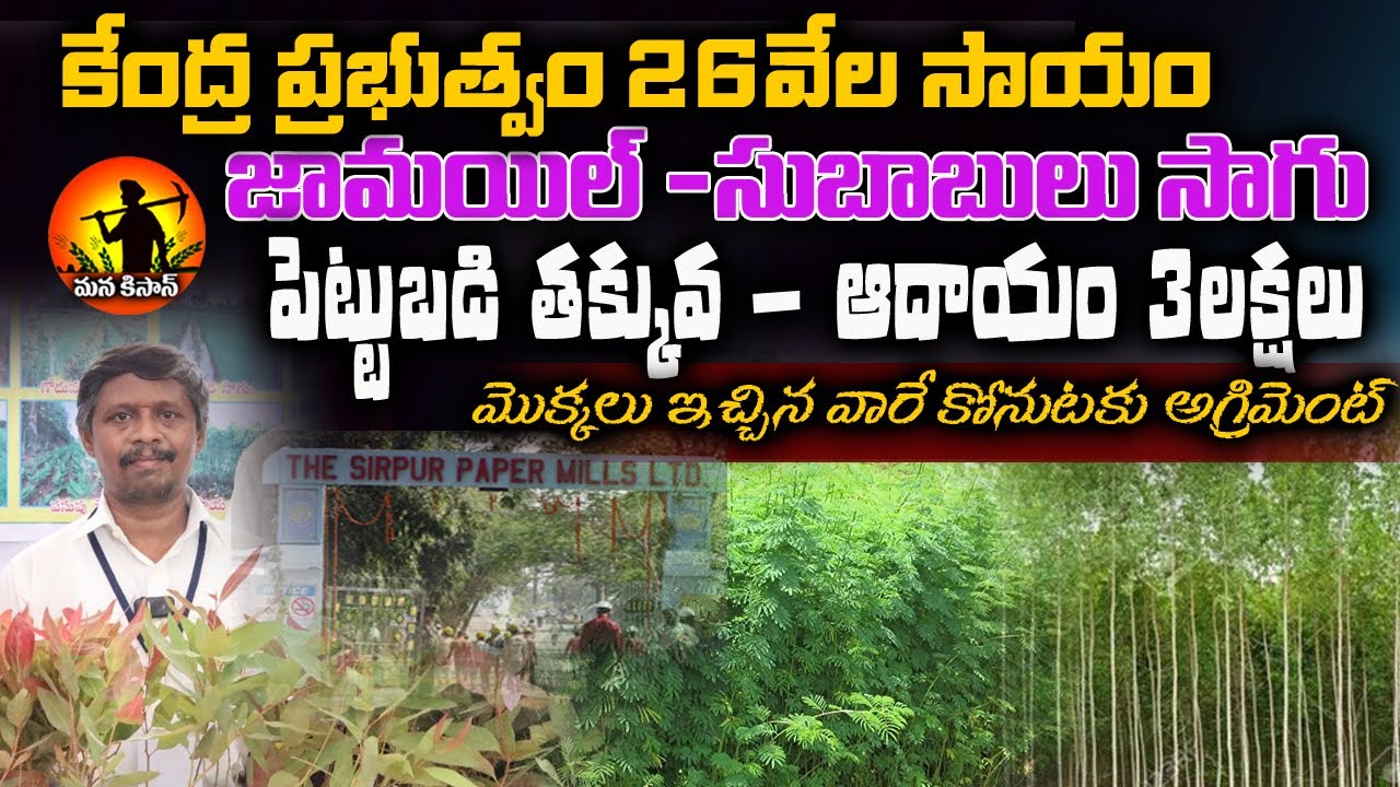 జమయిల్ సాగు తో లక్షలు |Jamail and  Subabul Tree cultivation || eucalyptus Cultivation || Mana kisan