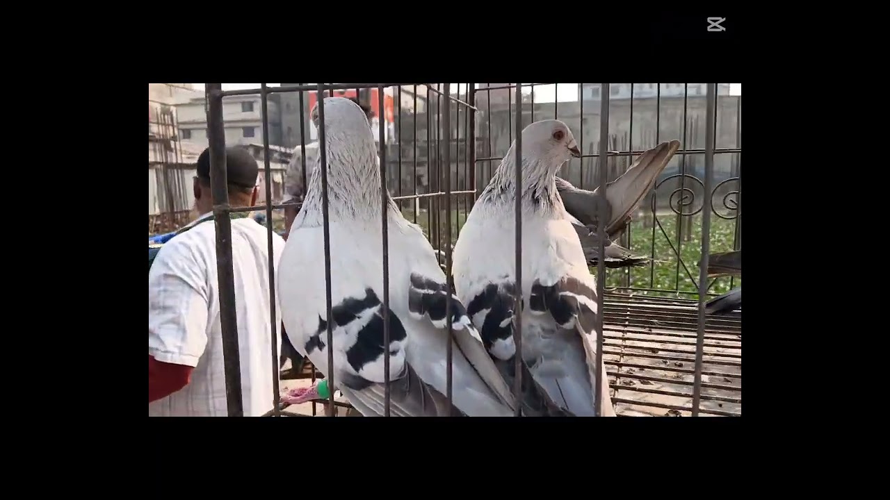 কাপ্তান বাজার কবুতরের হাট#১৬/০১/২৬#About Farm BD