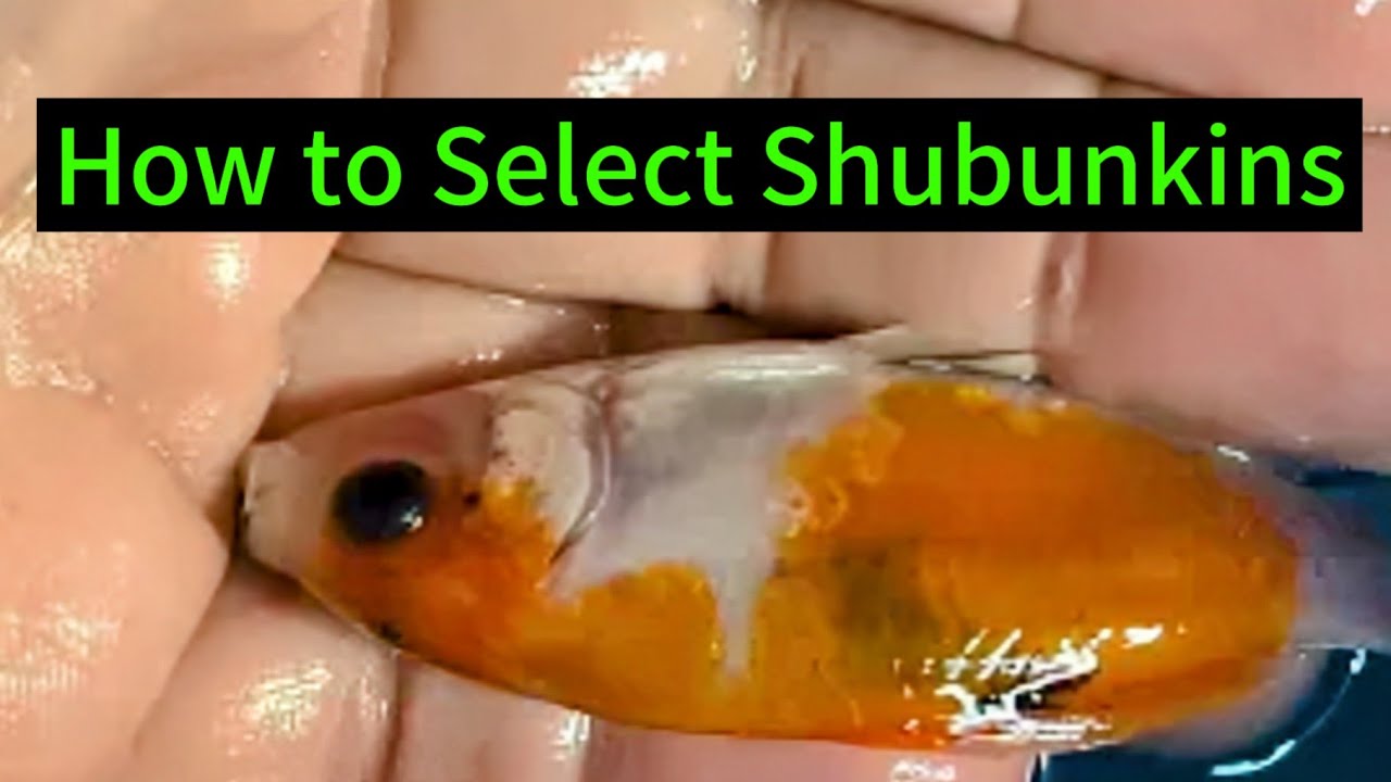 Shubunkin Goldfish.  What to look for when choosing. #shubunkin #goldfish #breeding