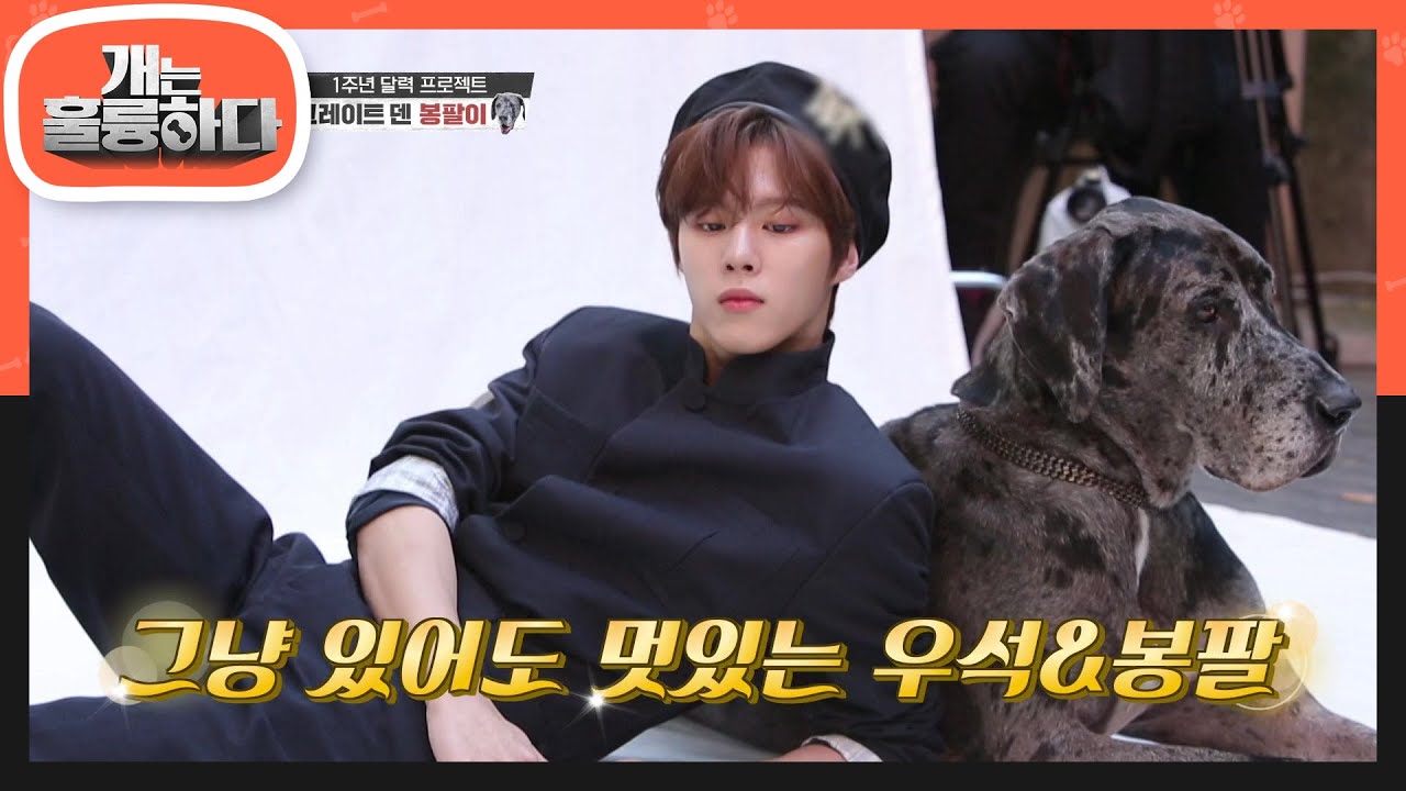 오늘 제가 누울 자린 여긴가봐요.. 가만히 있어도 화보인 봉팔＆우석 [개는 훌륭하다/Dogs Are Incredible] | KBS 201026 방송