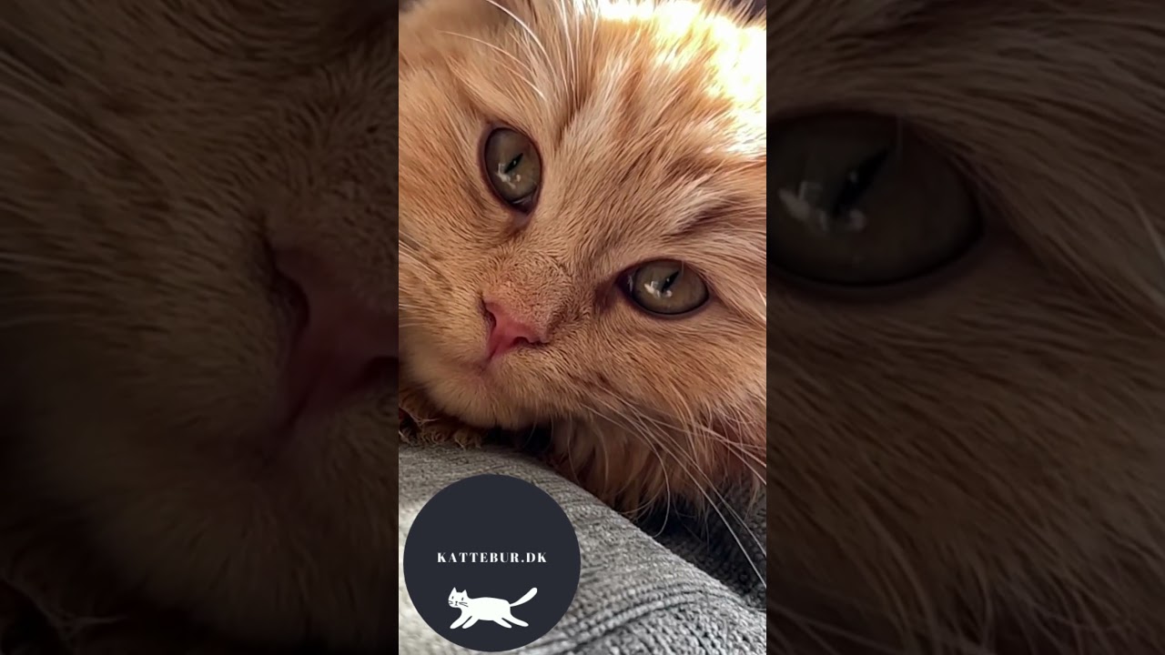 kattebur uge 45 2024 Video Full HD 1080x1920 px