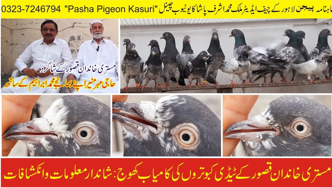Mistri Khandan Kasur k Teedy Kabootron ki Kamyab Khaooj : Shandar Maloomat o Inkashafat