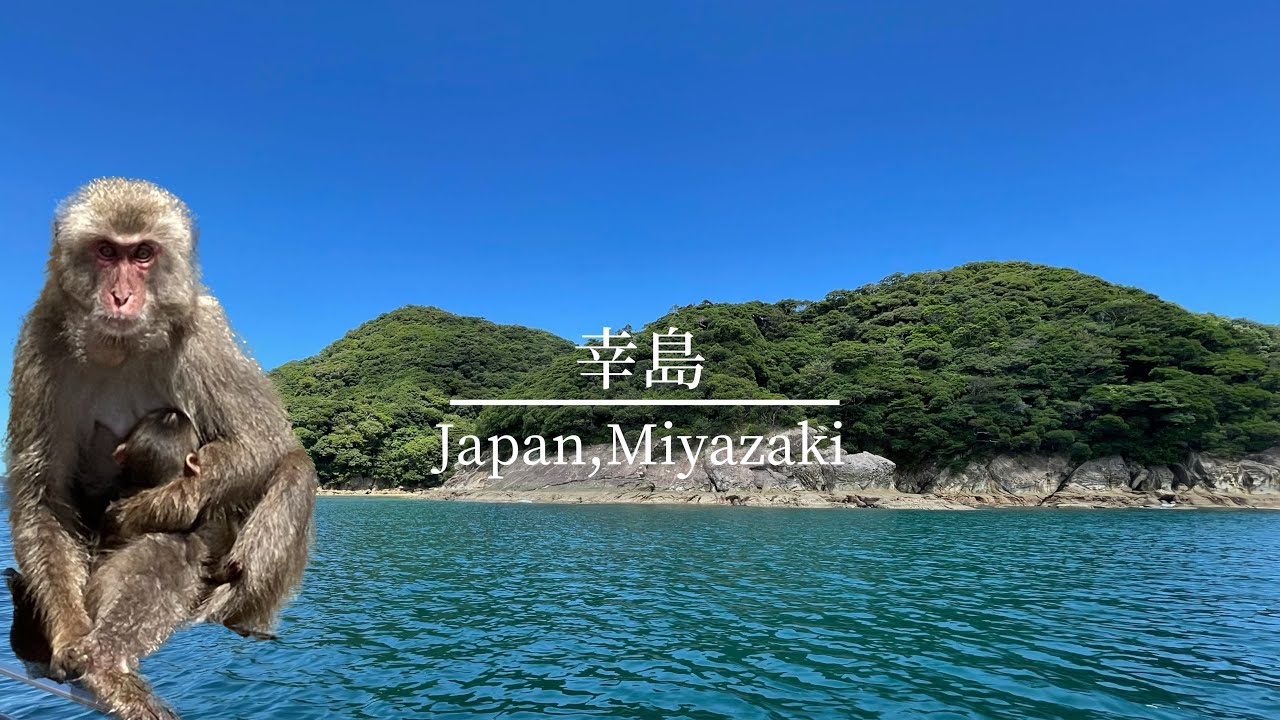 【離島散策】サルたちの楽園 幸島へ行く