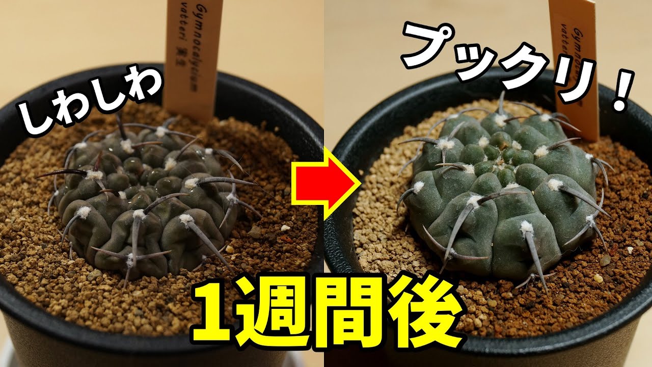 大批判の水やりで、弱った観葉植物が復活しました【多肉植物サボテン】