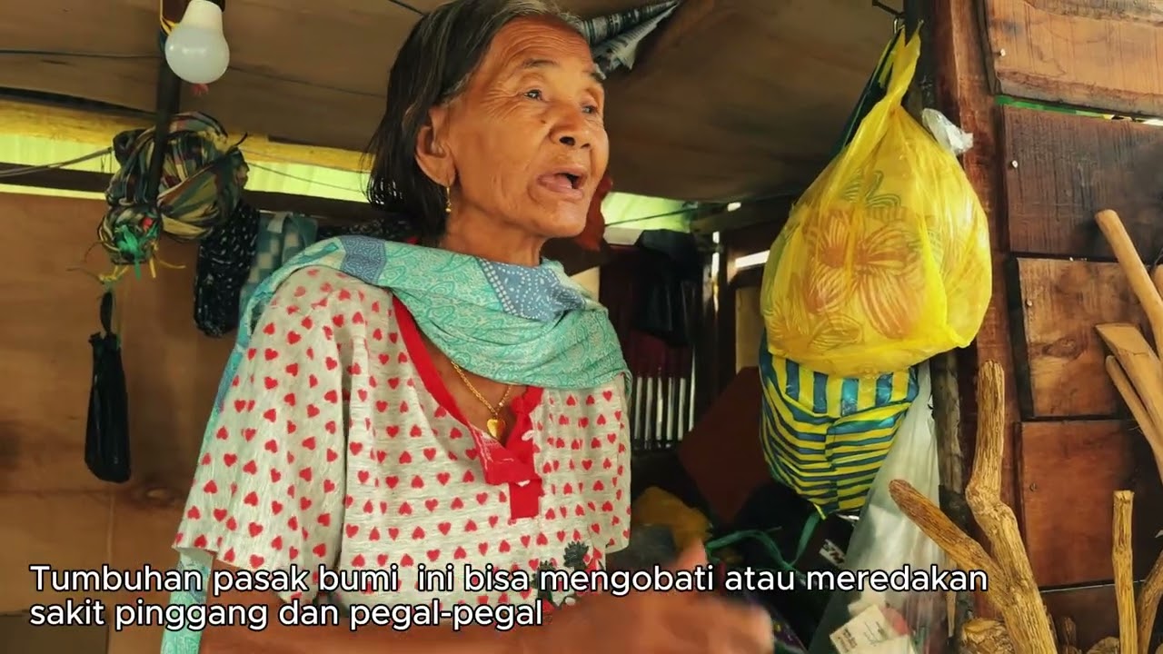 Obat Tradisional : Pengolah Simplisia Pasak Bumi