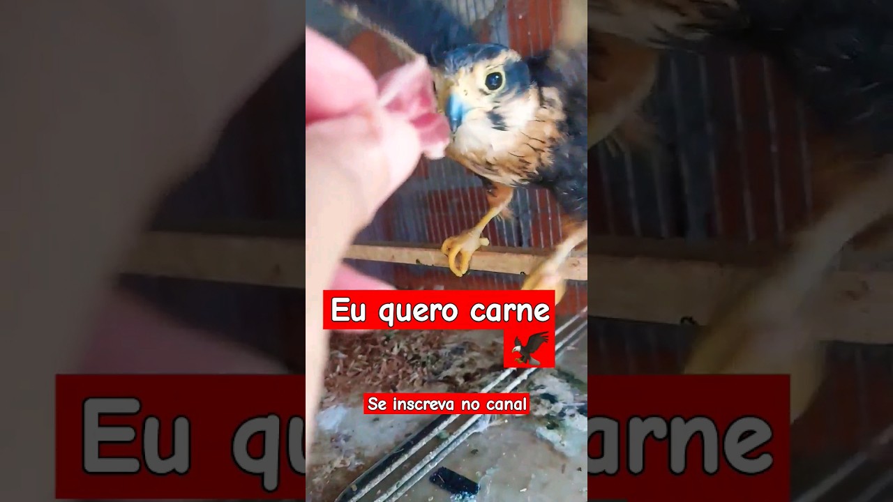 euquerocarne #gaviaoarqueiro #gavi&atilde;oarqueiro #avesderapina #passaros #passaroscantando #sorts_video