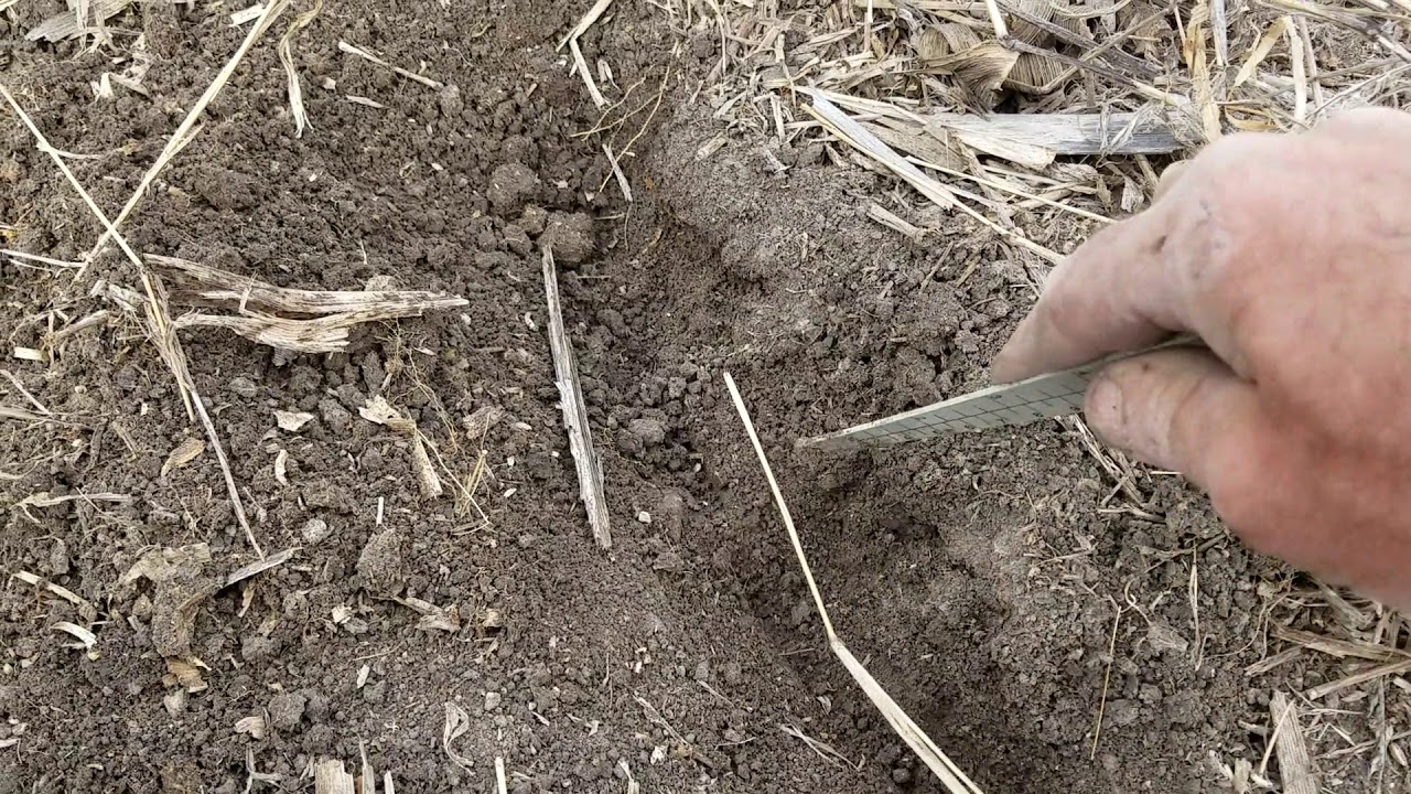Planting no till corn