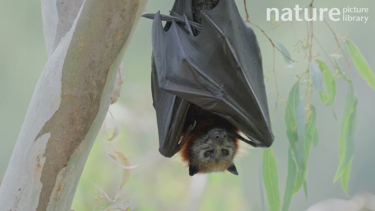 Grey-headed flying-fox fanning itself with wings to cool down, Victoria, Australia