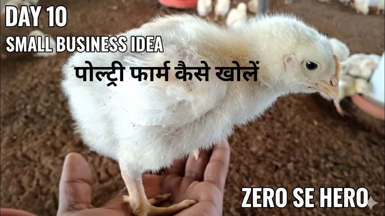 पोल्ट्री फार्म कैसे खोलें // Day 10 // small business idea // poultry farm kaise khole //