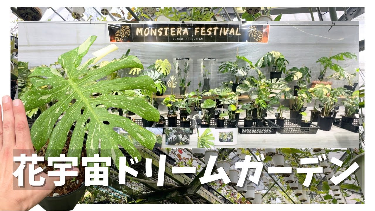 珍しいモンステラが大集合❗️大人気の植物イベント、花宇宙ドリームガーデンのMonstera festivalに行ってきました❗️【観葉植物】