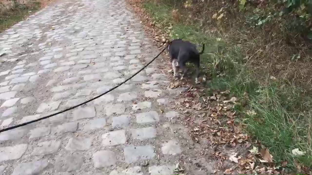 Il y a plusieurs mode de récompense chez un chien, il faut s’adapter