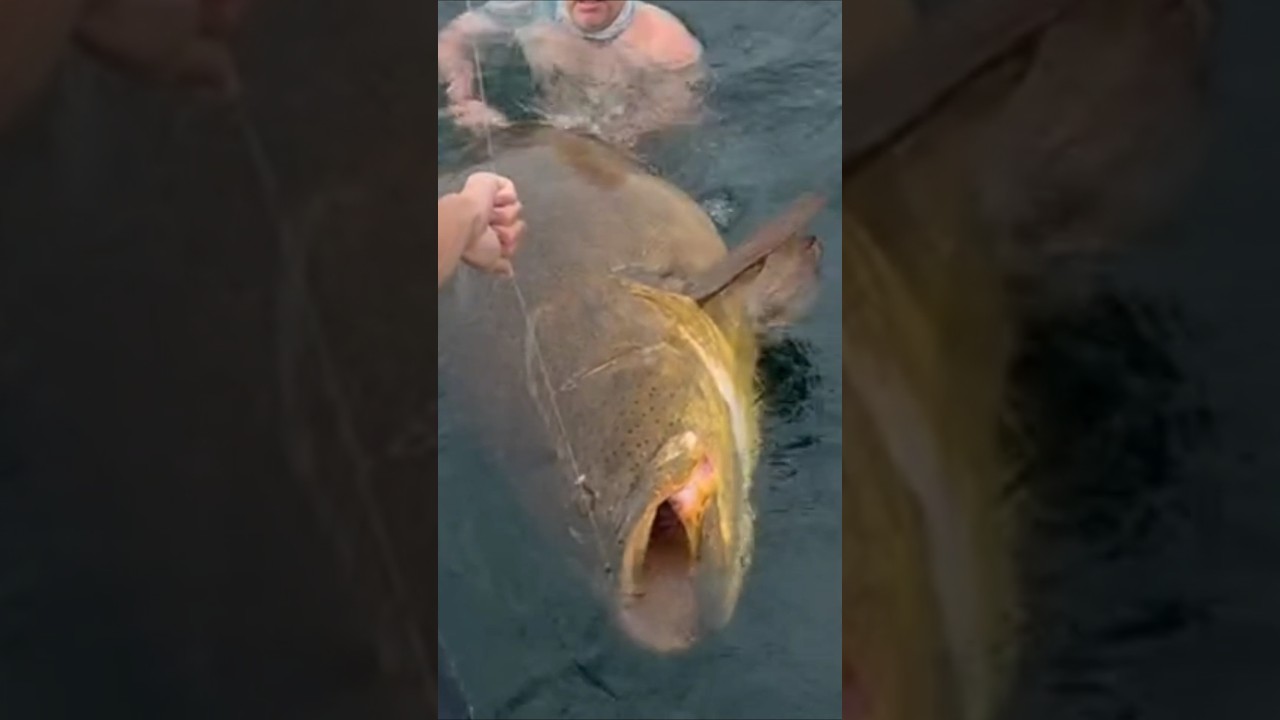 Gokil! Kerapu Raksasa Ini Sampai Bikin Temen Nyebur ke Laut! #mancing #ikan #kerapu #raksasa #shorts