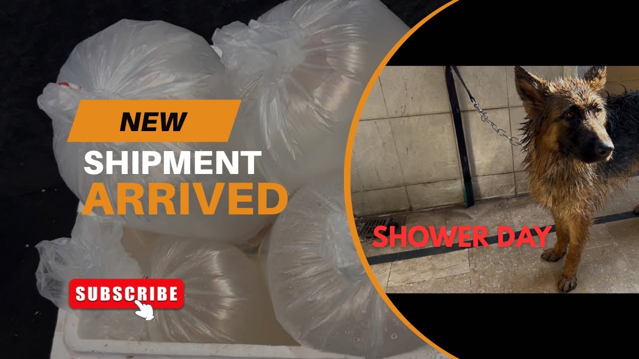 NEW FISH SHIPMENT ARRIVED 📦🐟😍 / BELLA KO SHOWER DE DIA 🚿🧼🐶