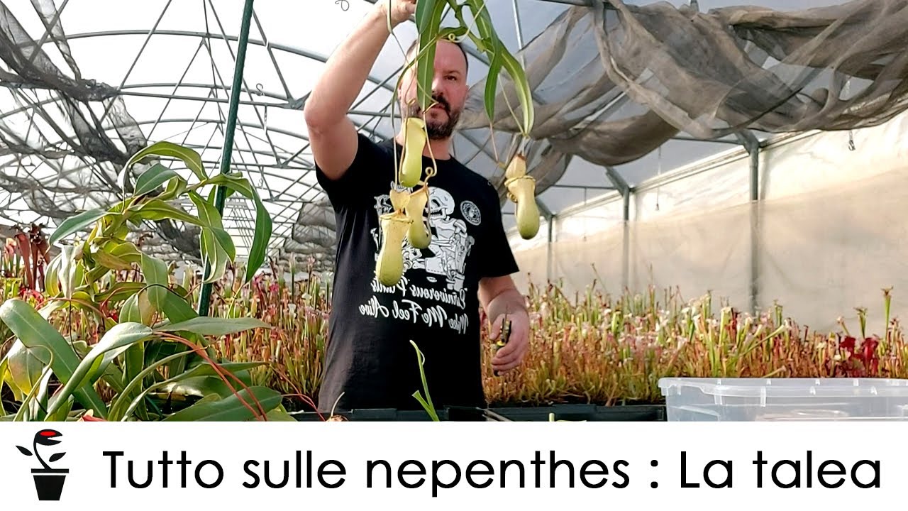 Tutto sulle nepenthes : la talea di nepenthes