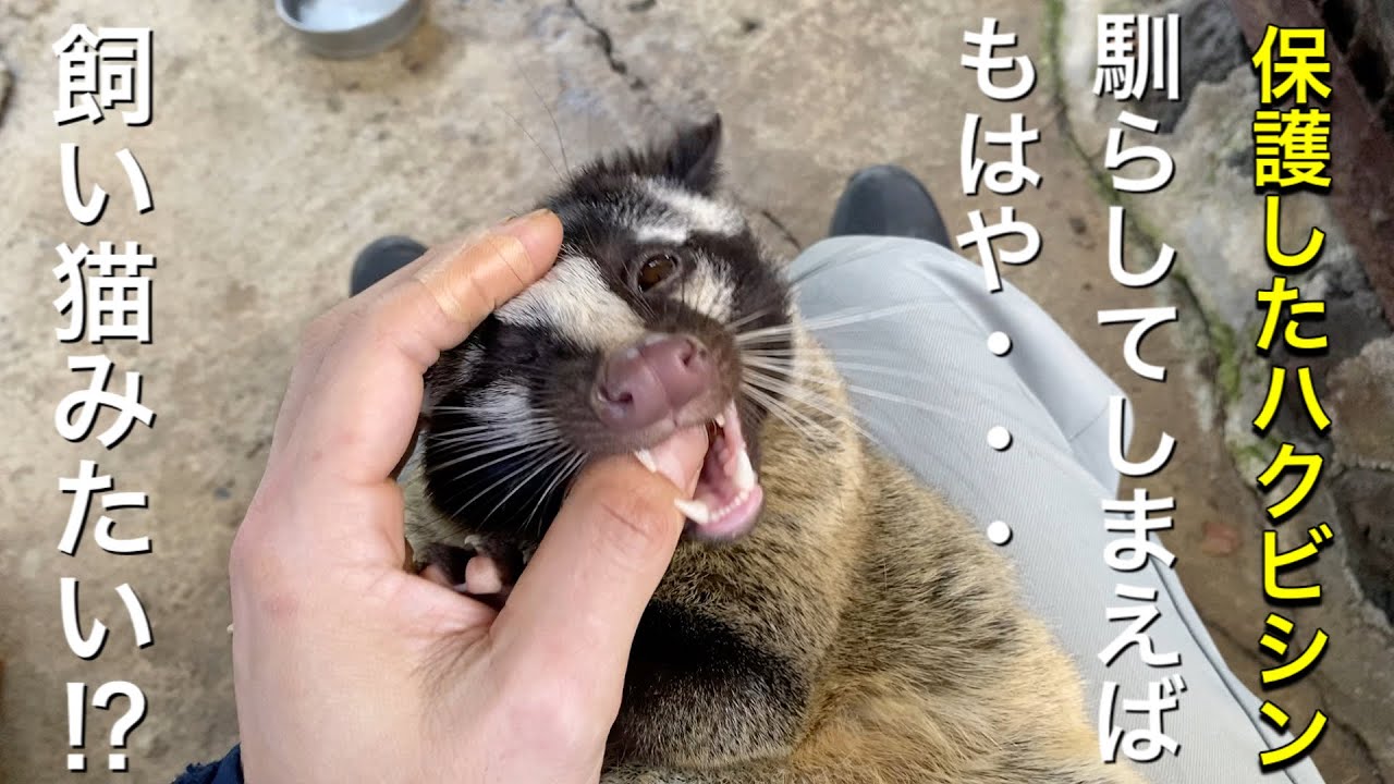 保護したハクビシンのハクちゃんは飼い猫並みの人懐っこさ♫   Protected Masked palm civet is very friendly