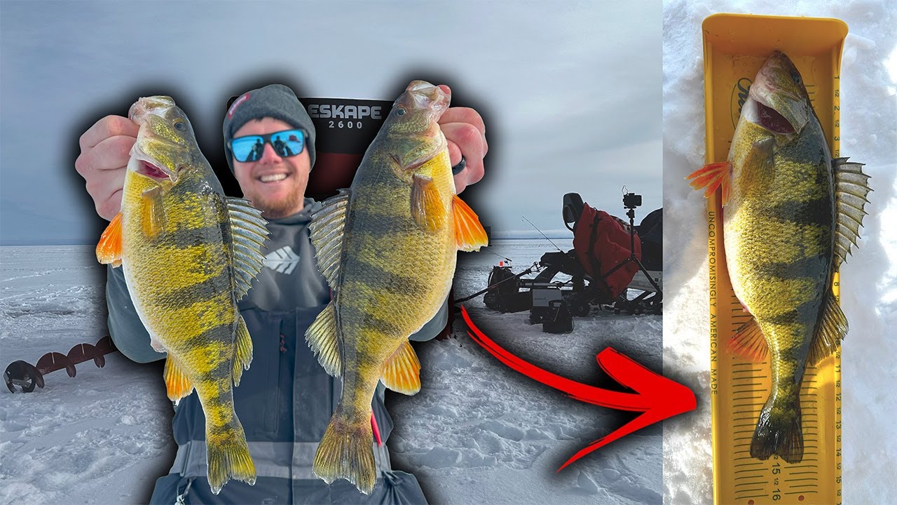 ICE Fishing Technique That Catches GIANT JUMBO Perch! (INSANE BITE)