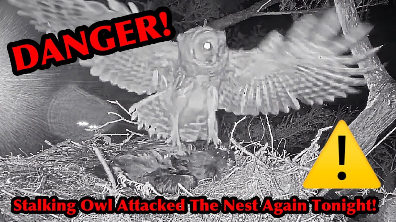 #444🦅Peanut🐥61°(& Brutus🐥66°)／Winter Park Eagle Nest 2026／Against All Odds:One-Eyed Mom／Wink💗Atlas
