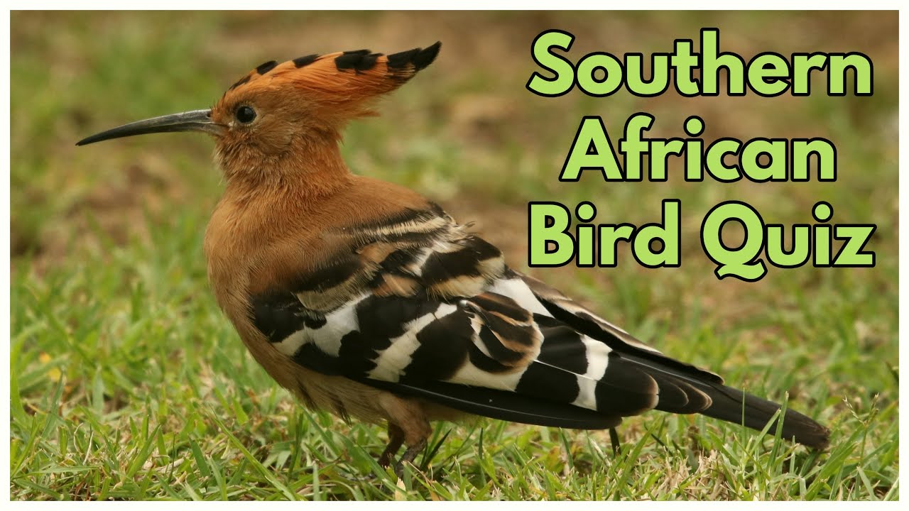 SOUTHERN AFRICAN BIRD QUIZ - part 1