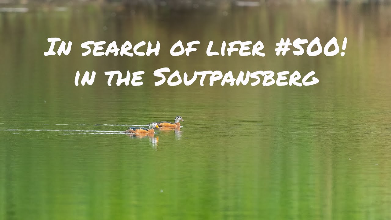 Наблюдение за птицами в Саутпансберге с Самсоном Мулаудзи — утреннее наблюдение за птицами, чтобы...