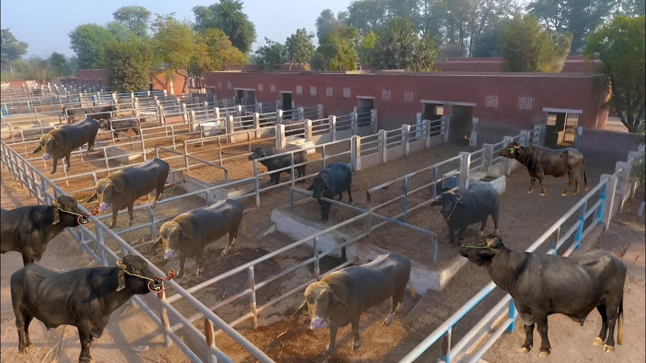 Proven Buffalo Bulls of SPU Qadirabad | Govt Semen Production Unit Qadirabad, Sahiwal | Nili Ravi 