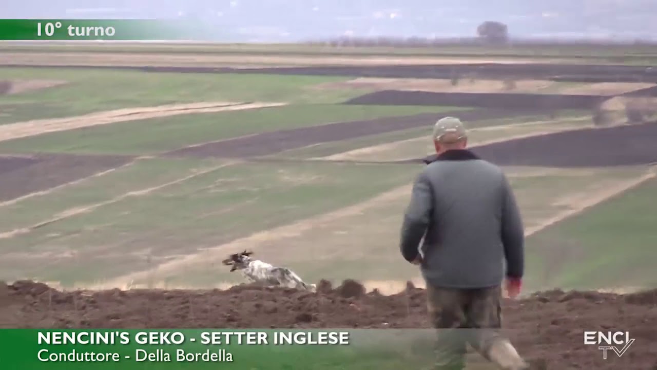 Serbia marzo 2019 - Grande cerca -  Nencini's Geko