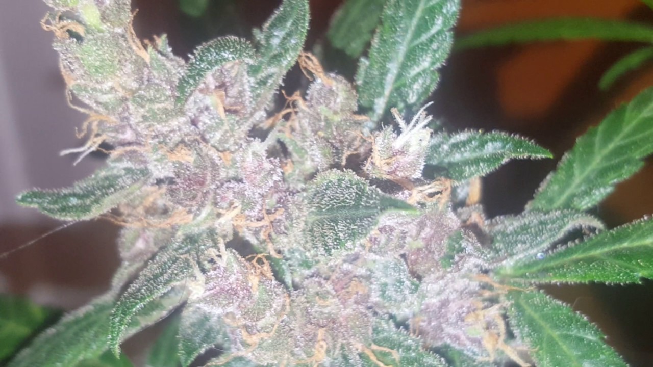 Ep #17 AutoFlower Grow Sweet Seeds Dark Devil Auto Pre-Harvest (Day 80 From Seed) SUPER TALL!!!