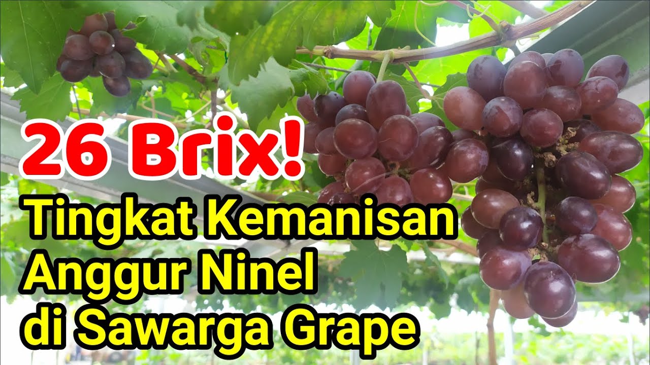 Manis Banget! Review Rasa Anggur Ninel (Anggur Lawasan Wajib Tanam)