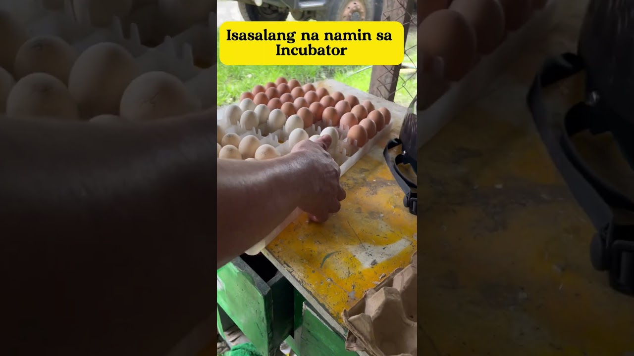 EGG INCUBATION  #blackaustralorp