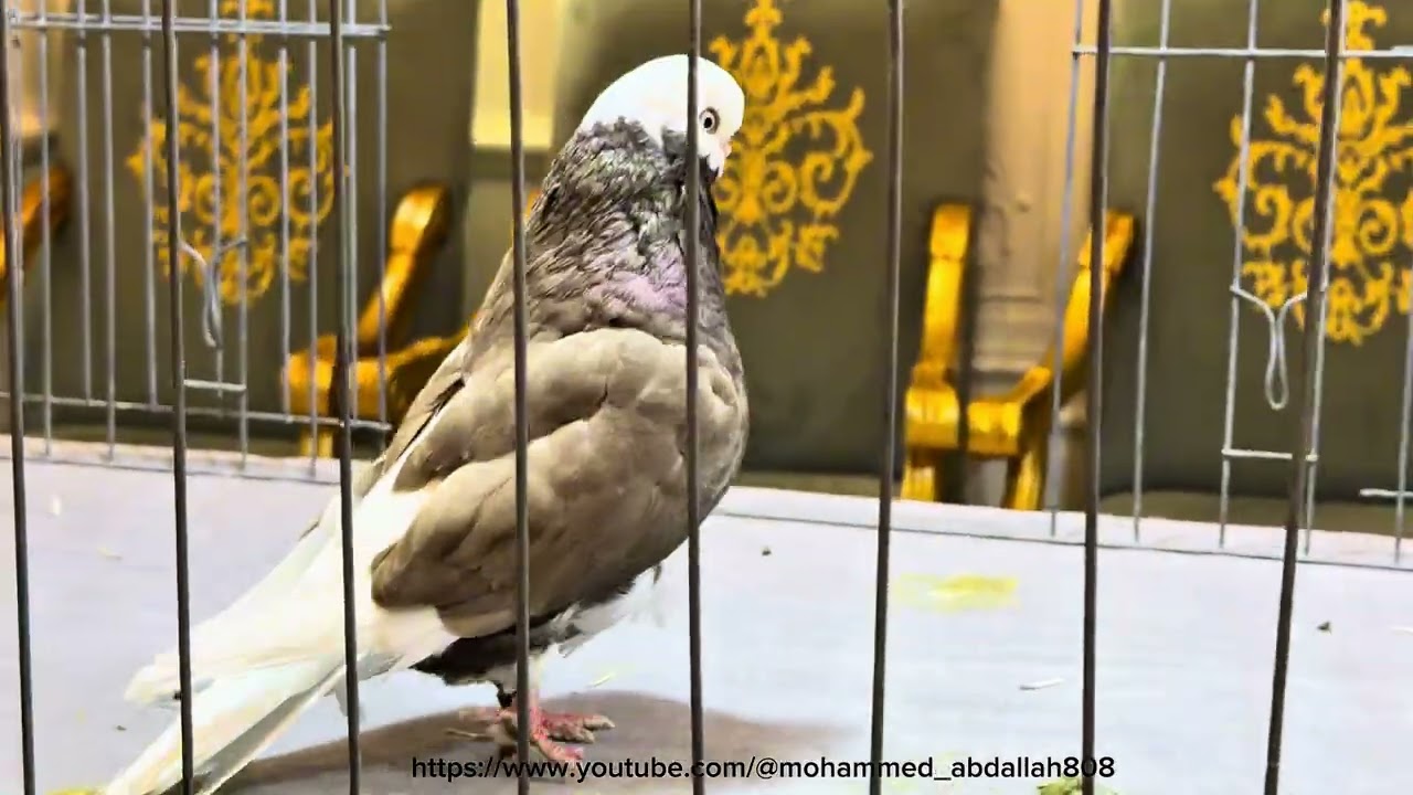 clean leg baldhead. Saudi Club 6/2/2026