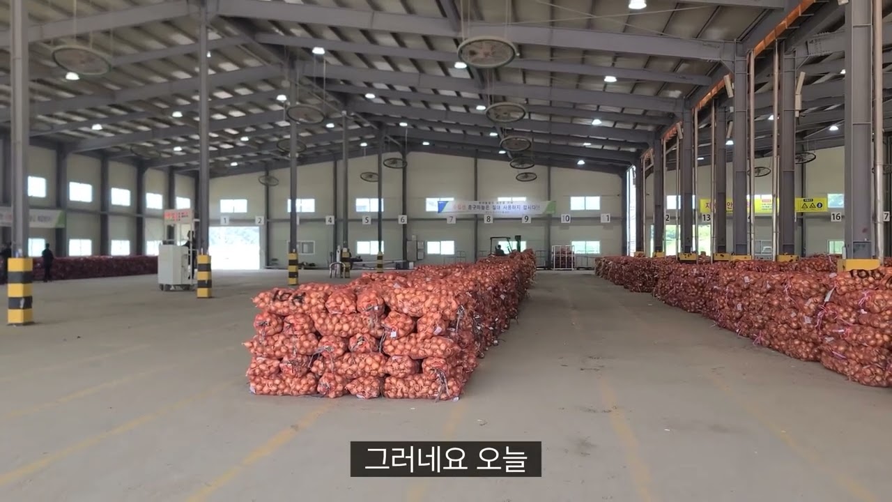 양파가격 좀  올랐습니다 6월11일  창녕 영산농협공판장 양파경매가격