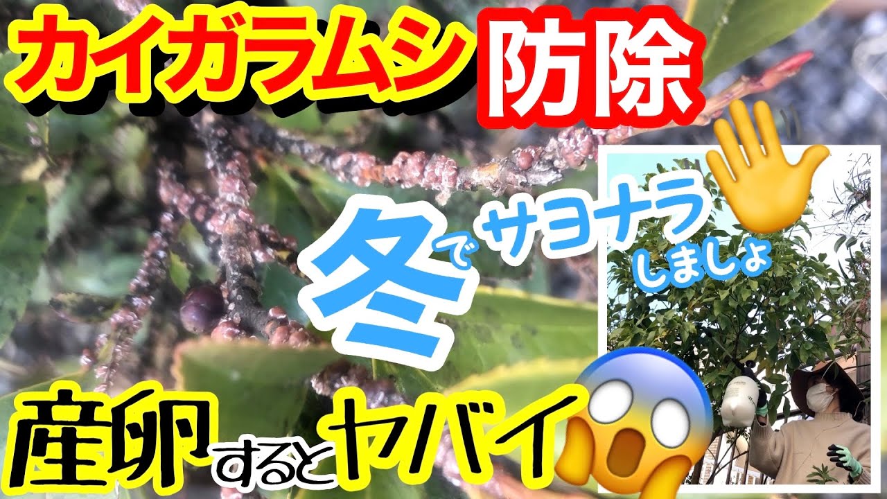 【カイガラムシ】1匹で150~200匹増えます/ 春の産卵前、冬のうちに徹底防除✋/ ほぼタダ①〇〇で吹き飛ばす！ ②〇〇で窒息 / バラ、レモンを使って実践解説します/ 害虫駆除【ガーデニング】