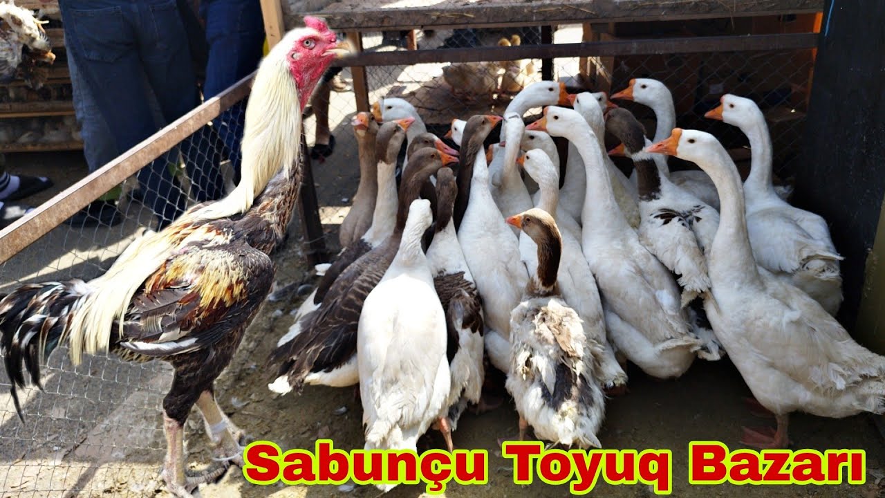 Sabunçu Toyuq Bazarı 12 Mayıs 2024 055 893 42 44 0557848534 077 800 00 13