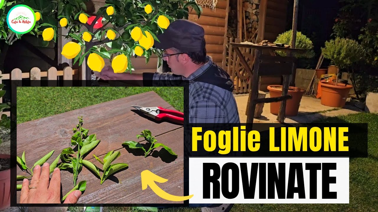 🍋LE FOGLIE DI LIMONE CI PARLANO TUTTO L'ANNO