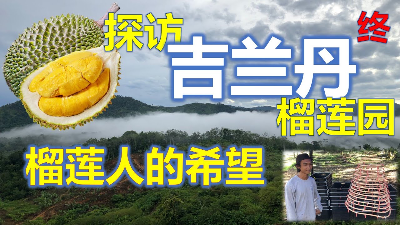 北京人在大马62：#黄姜王 raja kunyit 吉兰丹榴莲人的希望