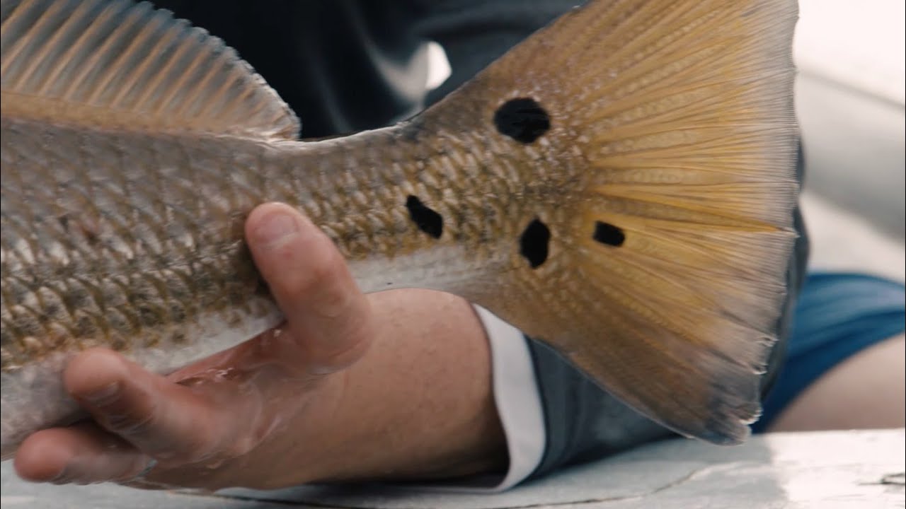 Guidelines - Sight Fishing Tailing Redfish