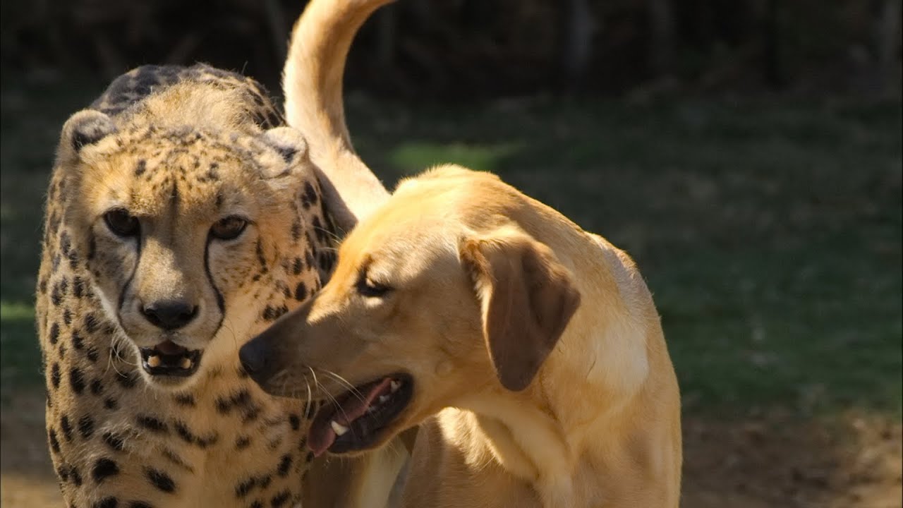 Unusual Animal Friendships
