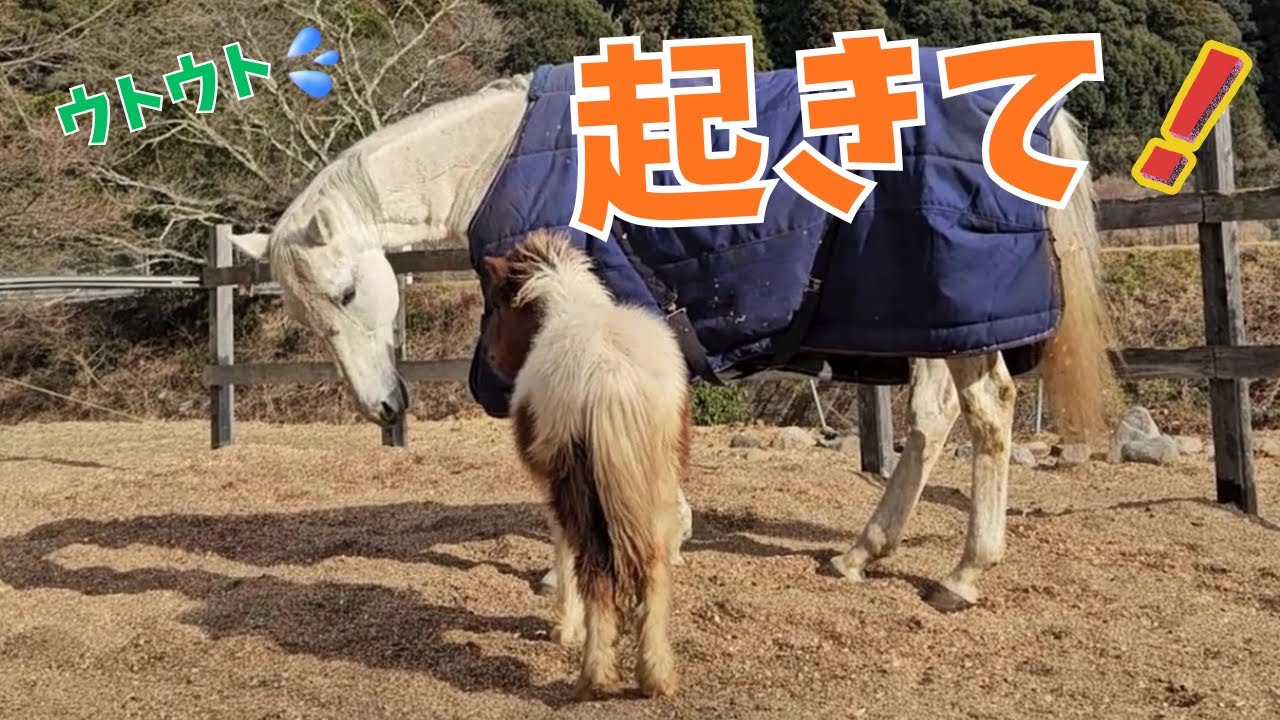寝てる引退馬ビル爺をポニー三男坊が起こしに行った結果！愛しのサクラが若者と遊ぶのを見て見ぬふり？