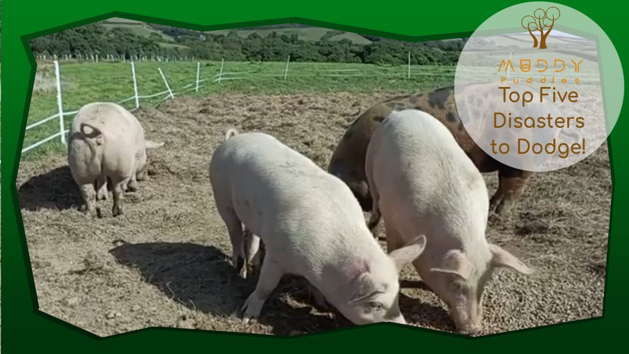 Muddy Puddles Farm Fails: Top 5 Disasters to Dodge!