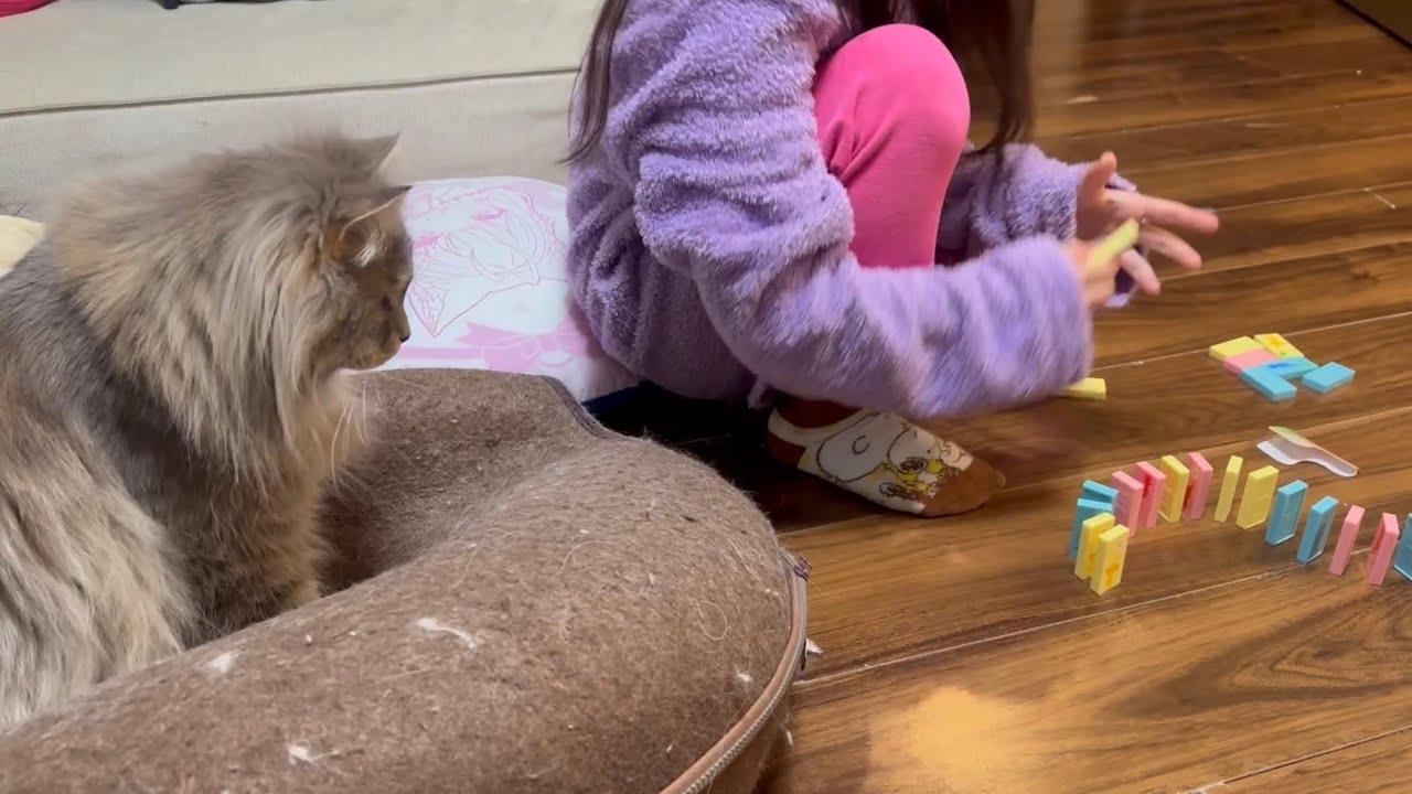 何にでも興味をもつ猫と、とにかく甘え上手な猫　サイベリアン　ラガマフィンA cat that is interested in everything. Ragamuffin. Siberian