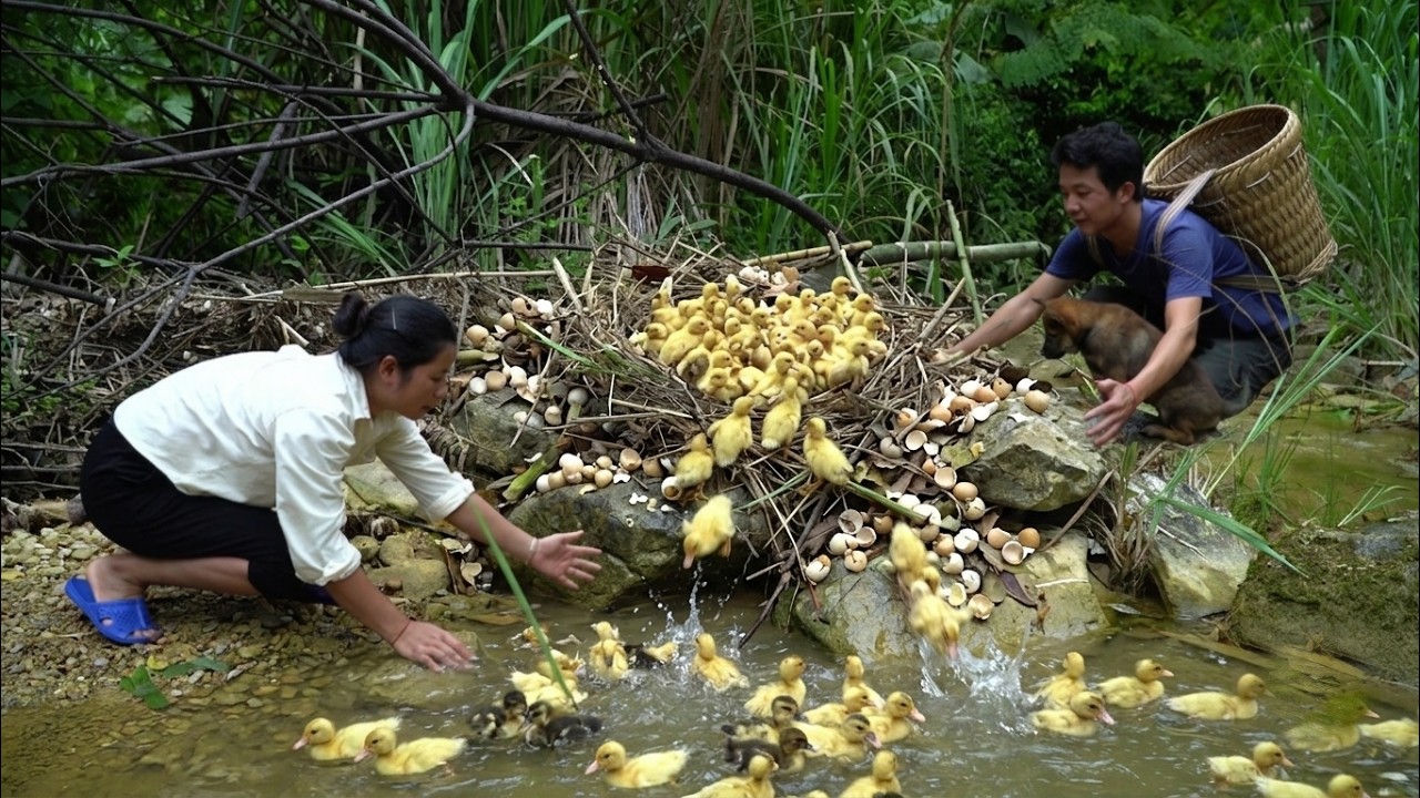 A wonderful gift from the forest. Tieu Sa and Nam unexpectedly came across a flock of wild ducks.