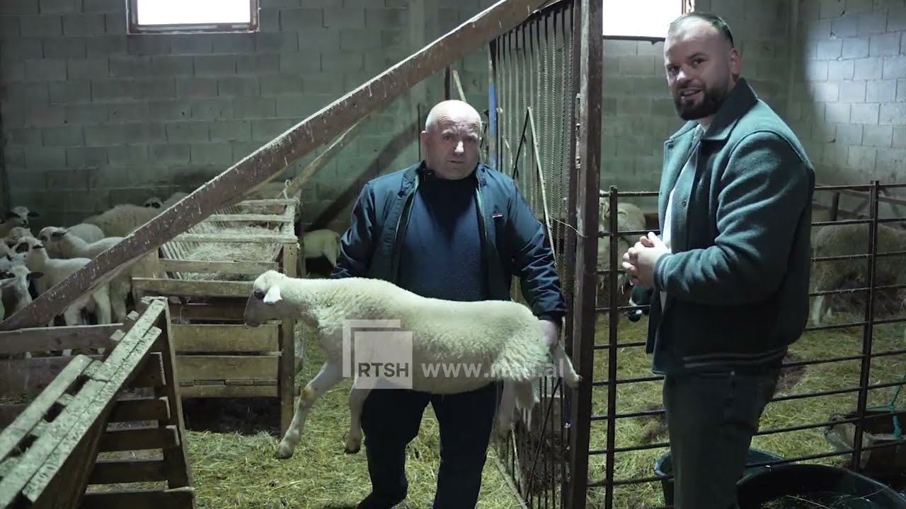 Blegtoria, sektor ekonomik i rëndësishëm - Familja Baftjar Bilali nga Kukësi rrit gjedhë e të imta.
